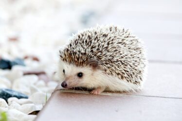 Egel in de tuin? Zo help je deze bijzondere gast op weg