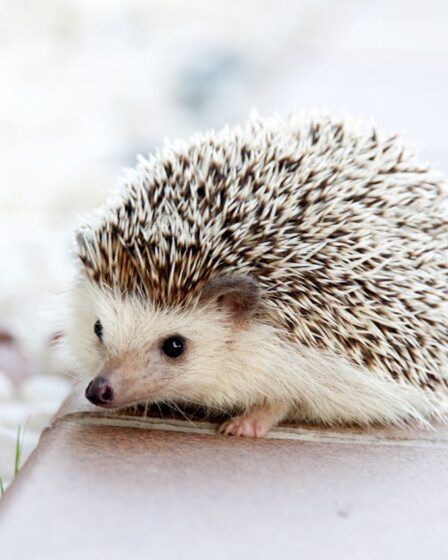 Egel in de tuin? Zo help je deze bijzondere gast op weg