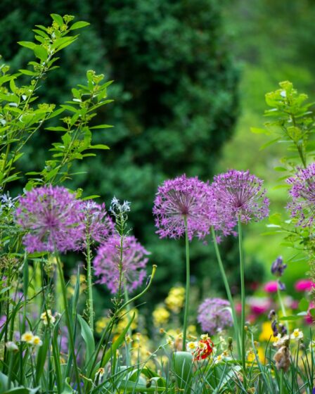 Je tuin een welverdiende opfrisbeurt geven