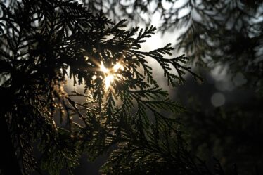 Genieten van de zon in een tuin op het westen