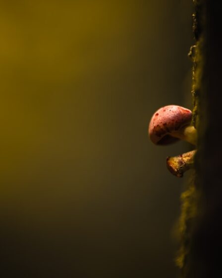 Wat moet je doen als je wordt gebeld door +31 20 808 11 13?