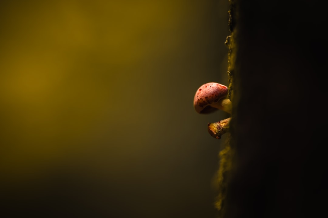 Wat moet je doen als je wordt gebeld door +31 20 808 11 13?