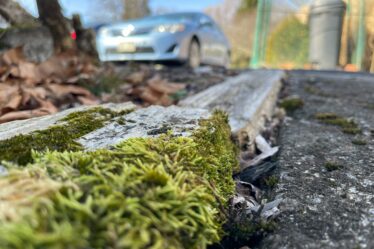 Fris terras en oprit: zo kun je korstmos verwijderen