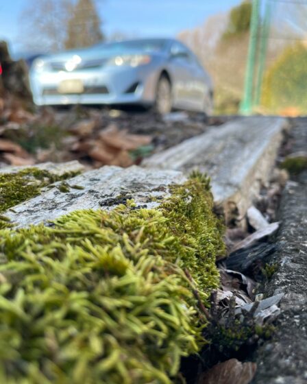 Fris terras en oprit: zo kun je korstmos verwijderen