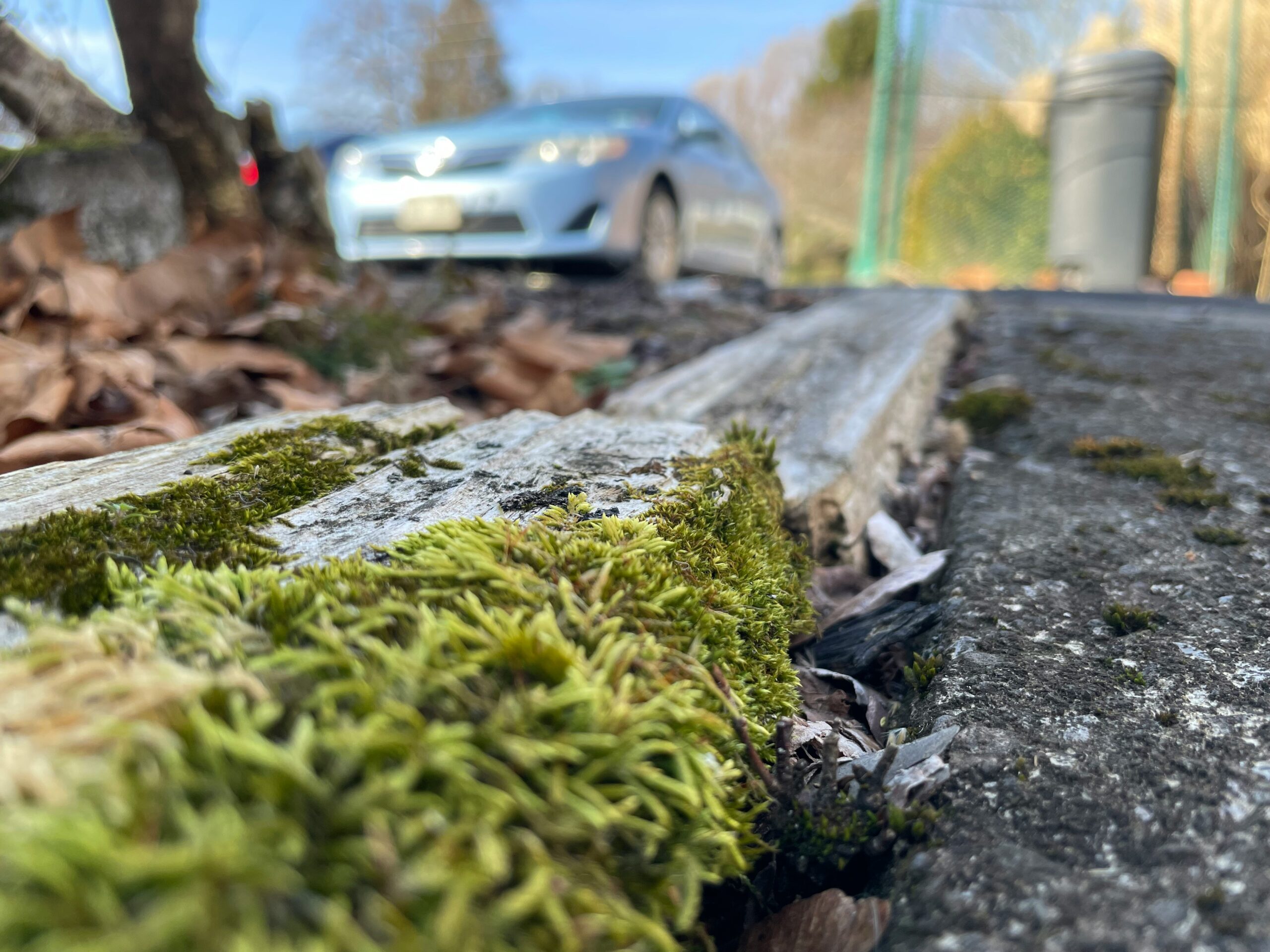 Fris terras en oprit: zo kun je korstmos verwijderen