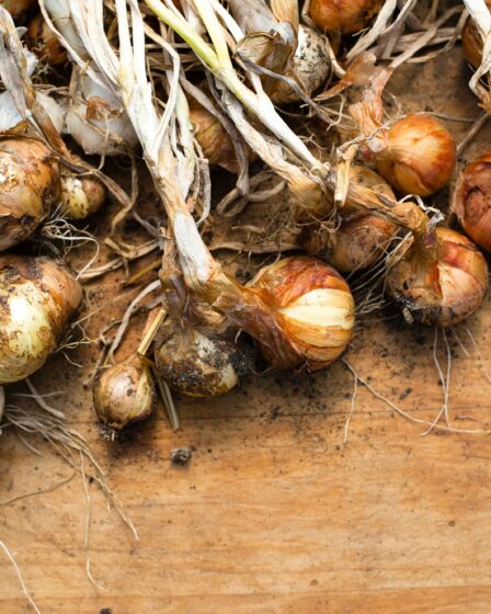 Alles over knoflook planten: het juiste moment voor een goede oogst