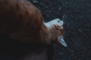 Katten weren uit tuin: praktische tips om tuinen kattvrij te houden