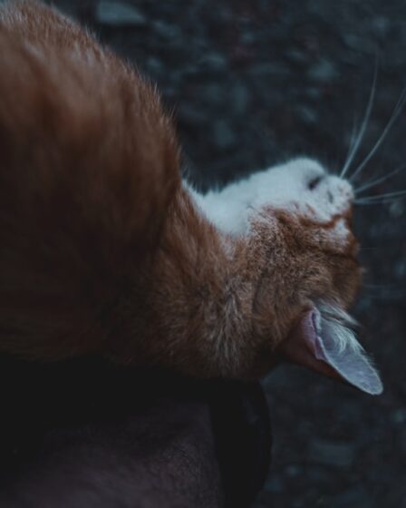 Katten weren uit tuin: praktische tips om tuinen kattvrij te houden