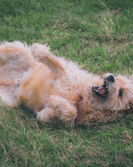 Ziekte van Weil bij honden: symptomen, risico’s en bescherming