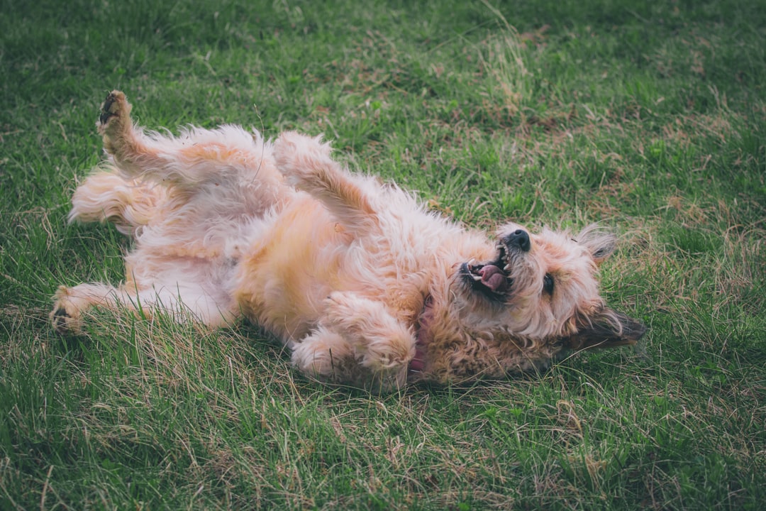 Ziekte van Weil bij honden: symptomen, risico’s en bescherming